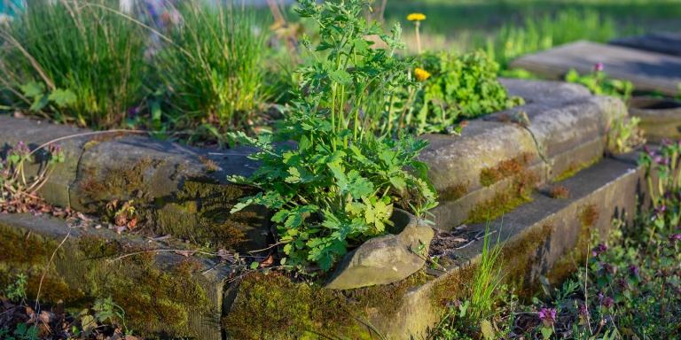 Une tombe avec des herbes