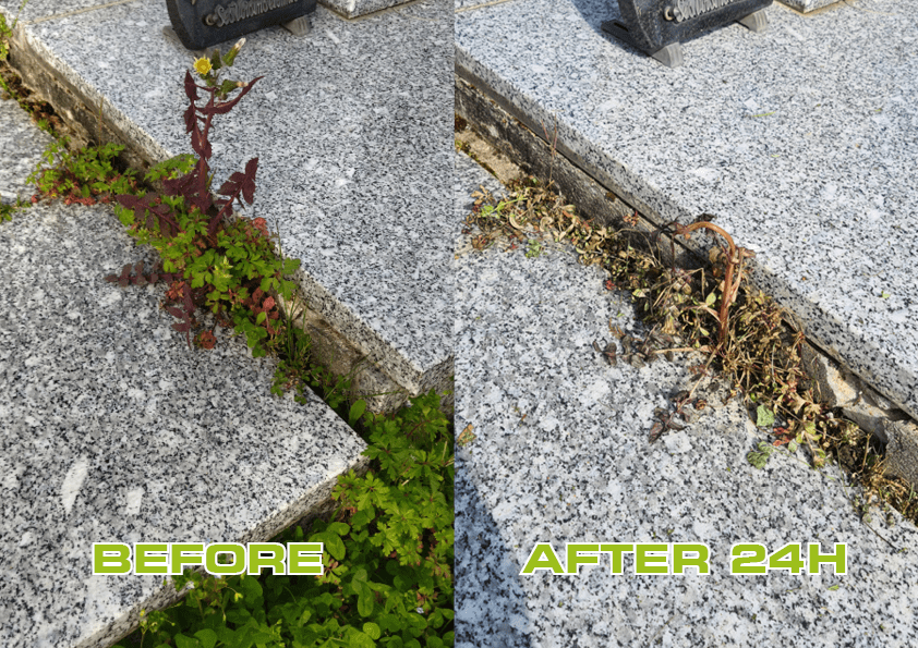 Ripagreen® thermal weeding without chemical control before after 24h cemetery