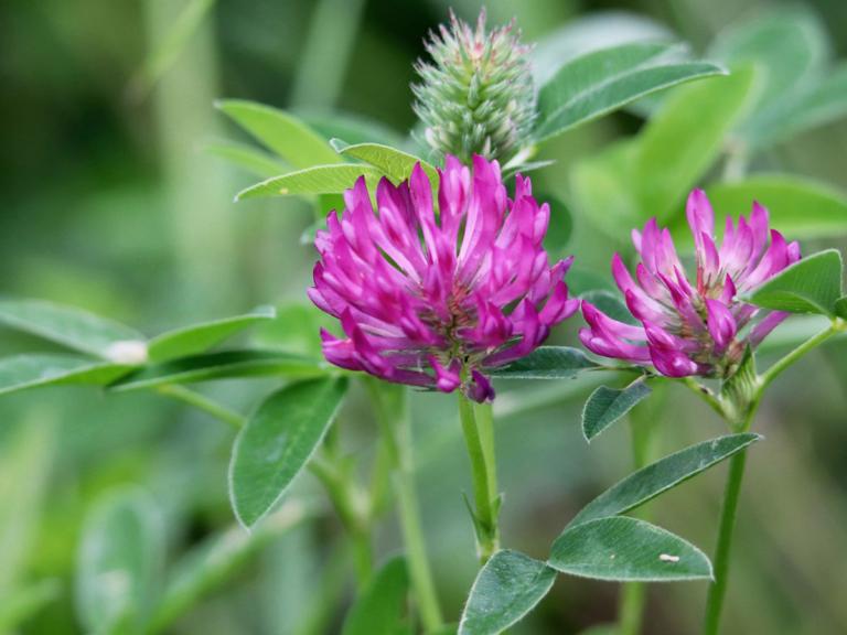 désherbage-paysagiste